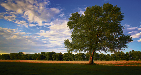 10-OAK-TREE