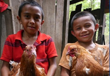 2 SCIAF Real gifts chickens