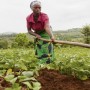 8A-FEMALE-FARMER 8A-FEMALE-FARMER
