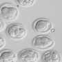 9-EMBRYOS 9-EMBRYOS