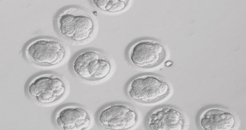 9-EMBRYOS 9-EMBRYOS