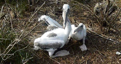 10-WHITE-PELICAN-CHICKS