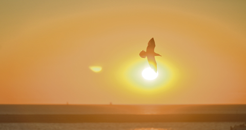 10-SUNRISE