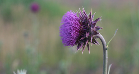 5-THISTLE