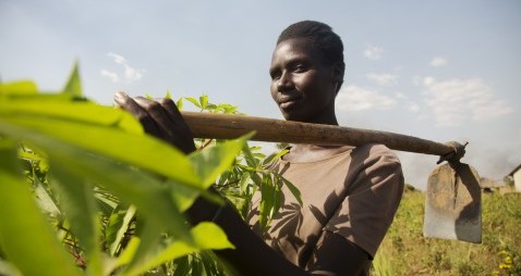 Doreen Ayet is now farming cassava thanks to SCIAF but thought she was going to die at the hands of the LRA. Simon Murphy Photography