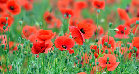 xPoppies